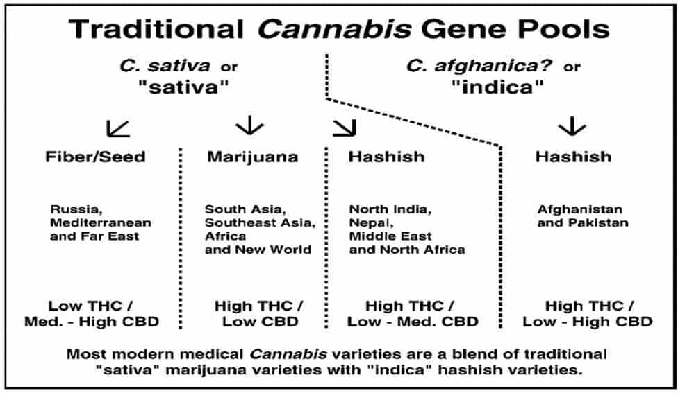 PERBEDAAN GANJA DAN CBD DALAM MENCERMATI PEMBERITAAN TENTANG GANJA MEDIS DALAM UPAYA LEGALISASI GANJA