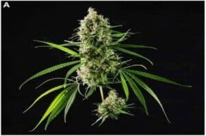 PERBEDAAN GANJA DAN CBD DALAM MENCERMATI PEMBERITAAN TENTANG GANJA MEDIS DALAM UPAYA LEGALISASI GANJA PERBEDAAN GANJA DAN CBD DALAM MENCERMATI PEMBERITAAN TENTANG GANJA MEDIS DALAM UPAYA LEGALISASI GANJA