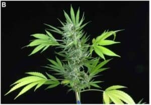 PERBEDAAN GANJA DAN CBD DALAM MENCERMATI PEMBERITAAN TENTANG GANJA MEDIS DALAM UPAYA LEGALISASI GANJA PERBEDAAN GANJA DAN CBD DALAM MENCERMATI PEMBERITAAN TENTANG GANJA MEDIS DALAM UPAYA LEGALISASI GANJA